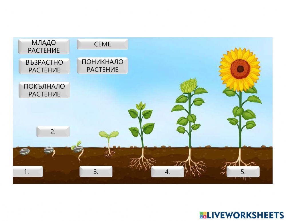 Размножаване2