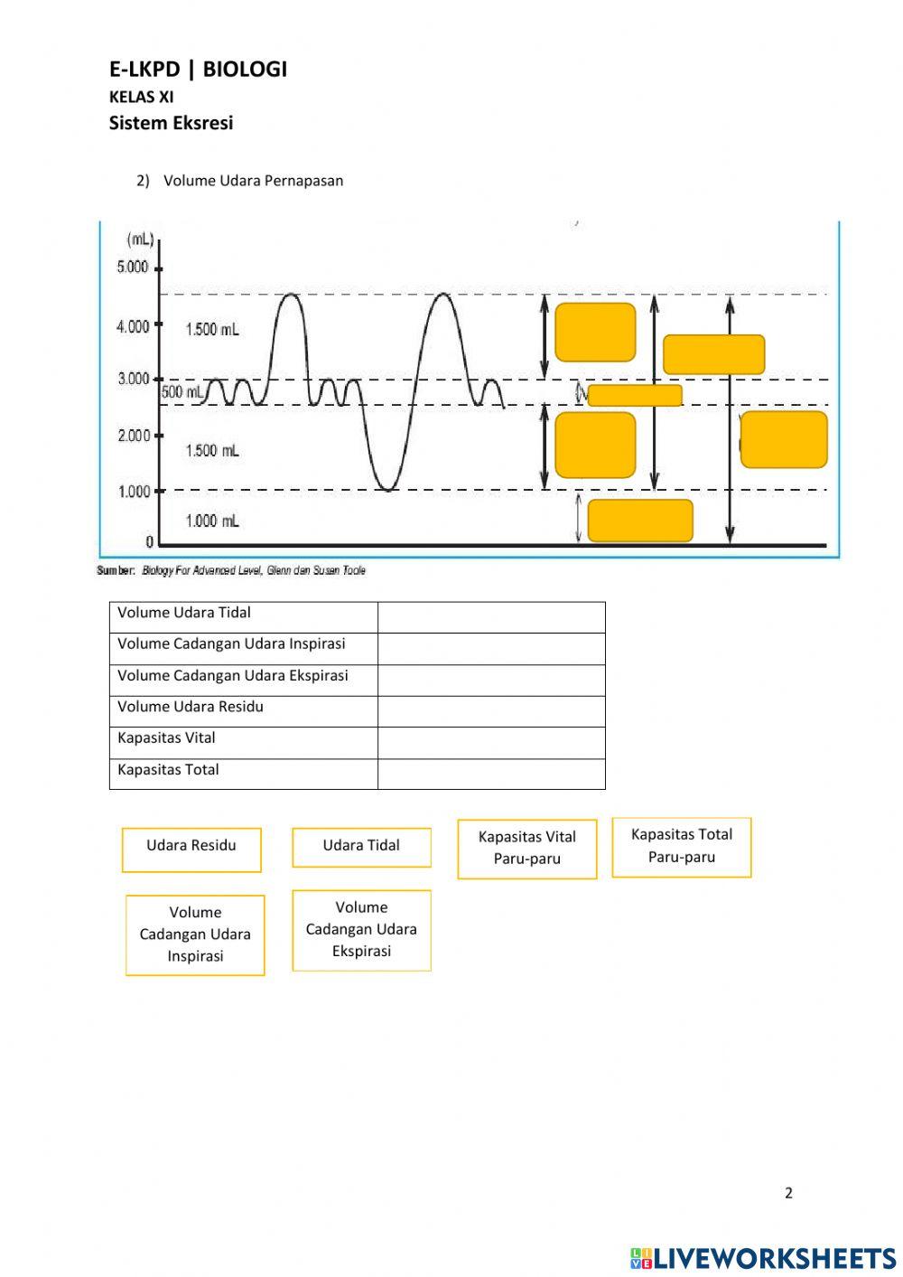 Human Excretory and Respiration System E-Worksheet