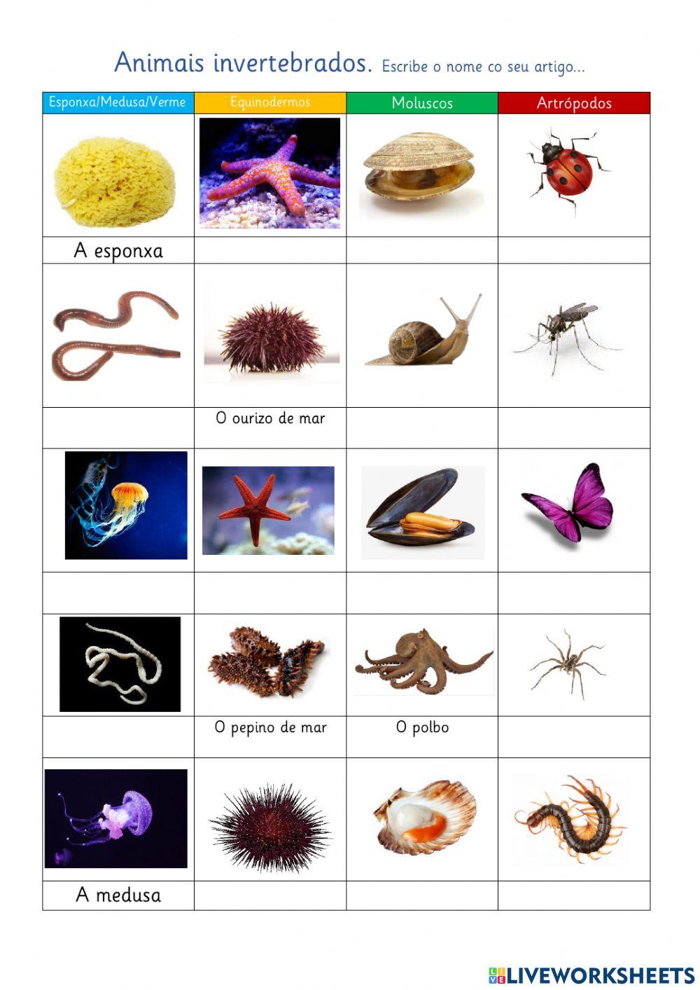 Animais invertebrados- escribe o nome