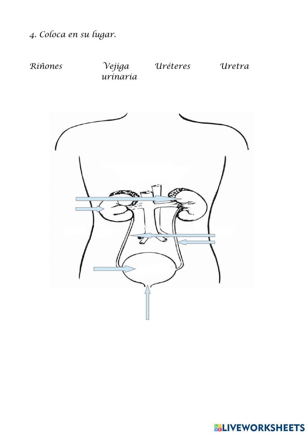 el-aparato-excretor-interactive-activity-live-worksheets