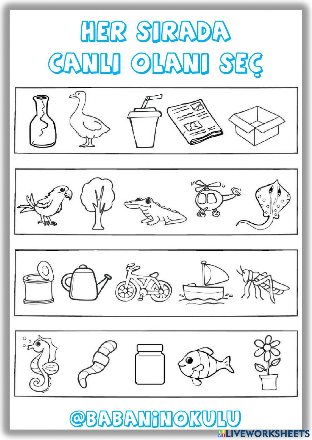 SALI - CANLI-CA… | Free Interactive Worksheets | 6431904