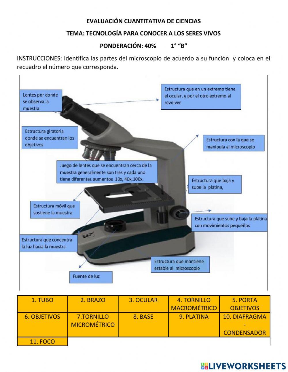Microscopio Microscopio