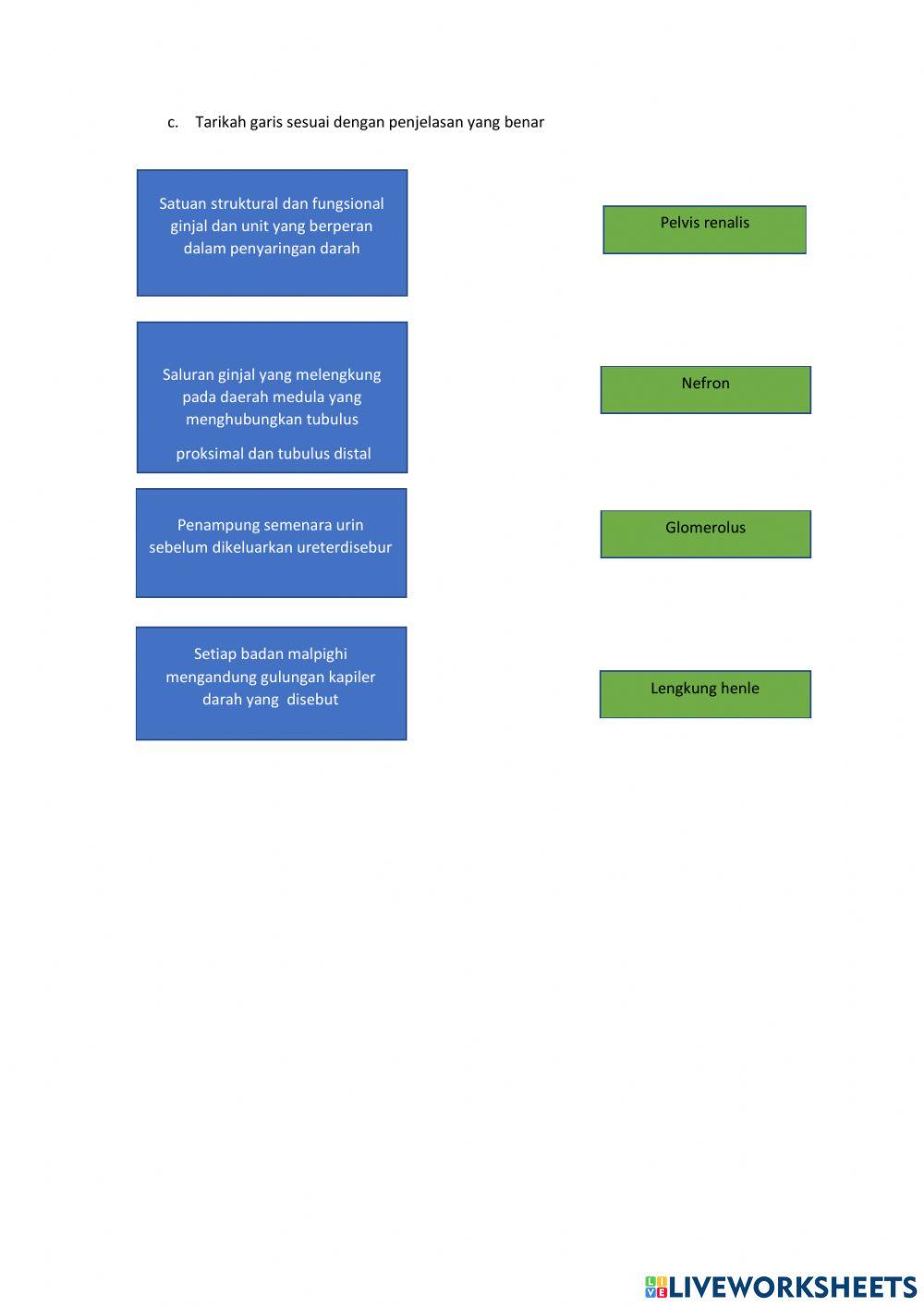Sistem eskresi manusia