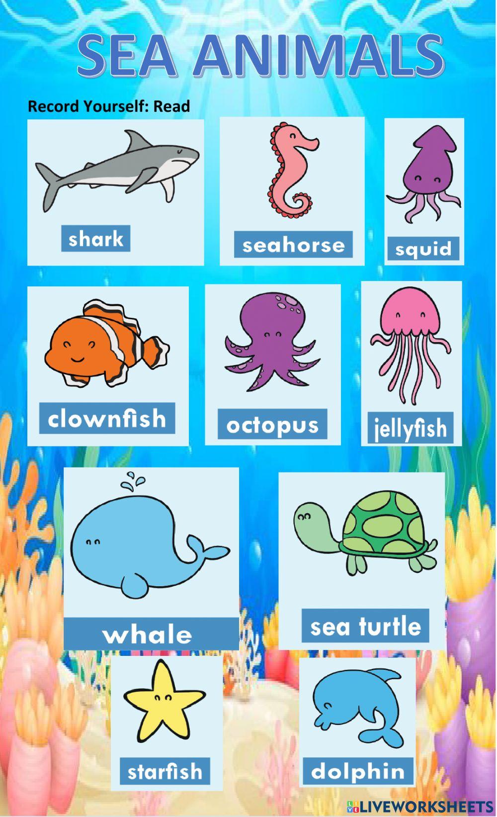 Sea Animals