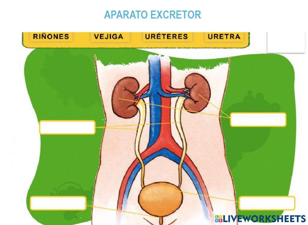 Aparato excretor