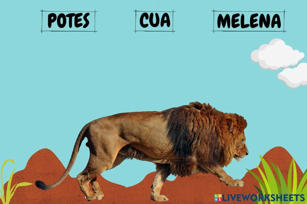 Les parts del cos del lleó