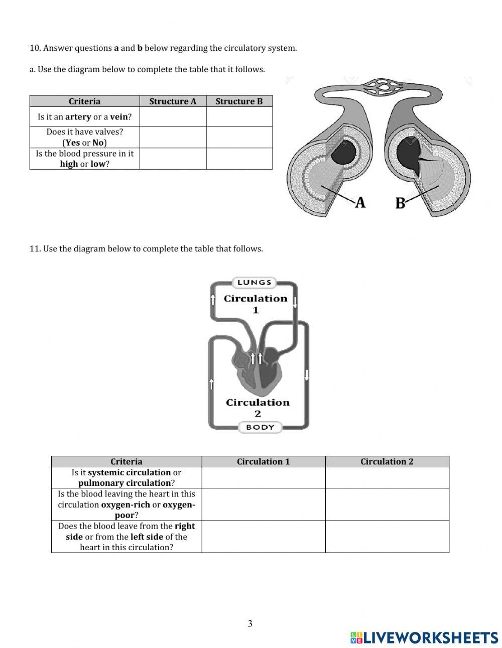 Circulatory system