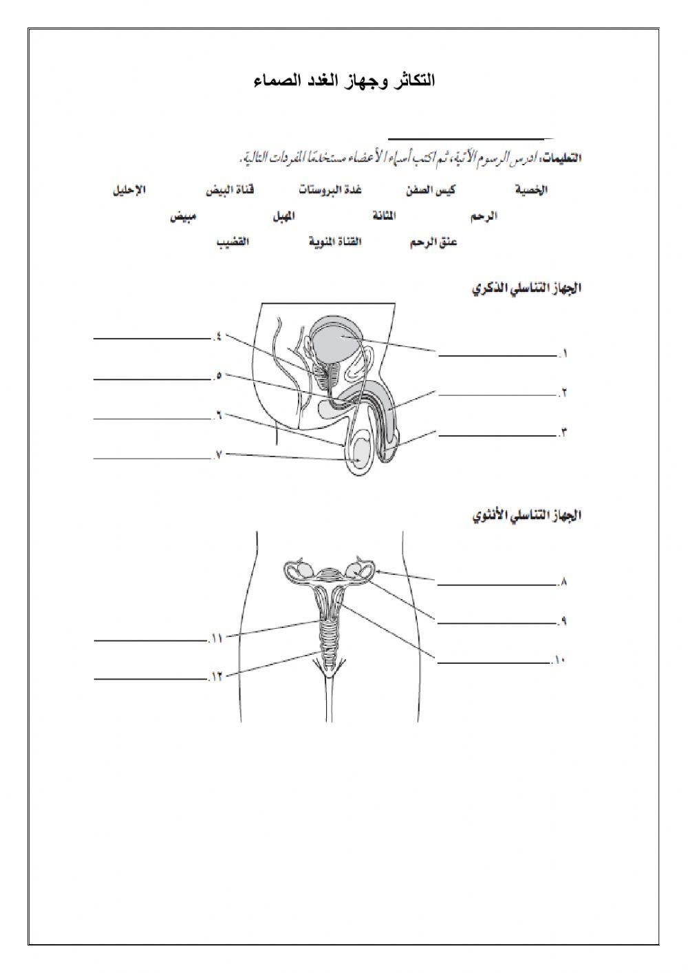 الجهاز التناسلي للذكر والأنثي