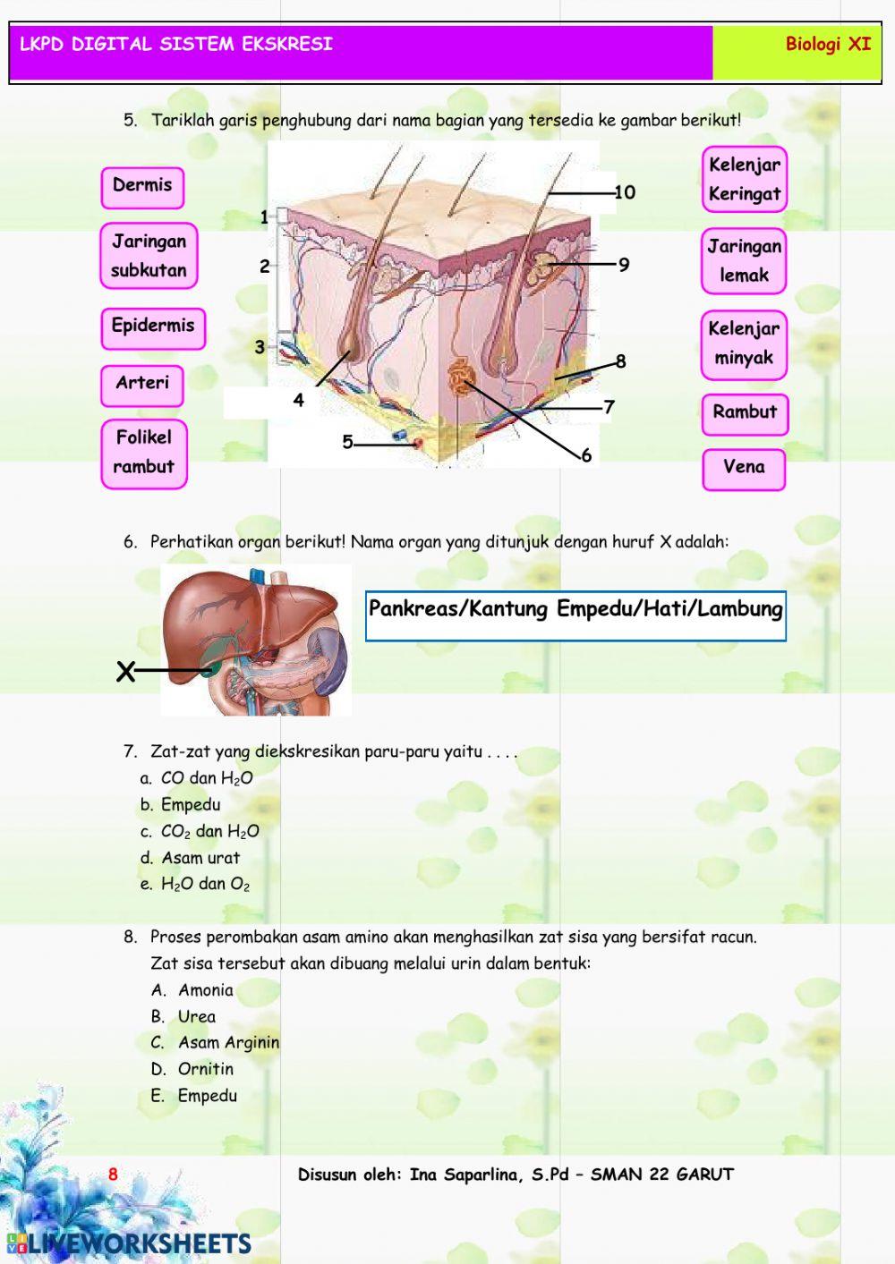 Lkpd sistem ekskresi