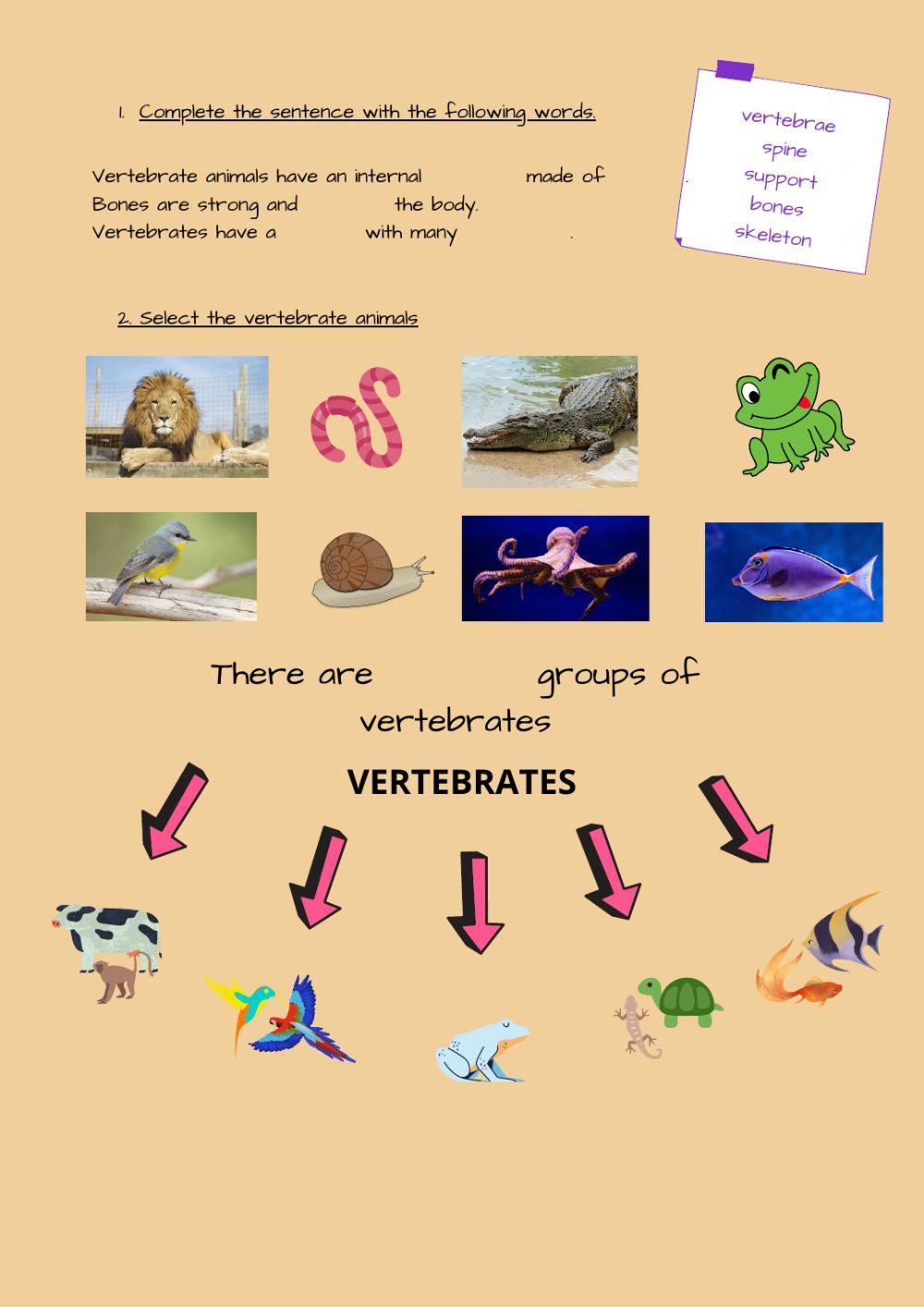 Animals classification
