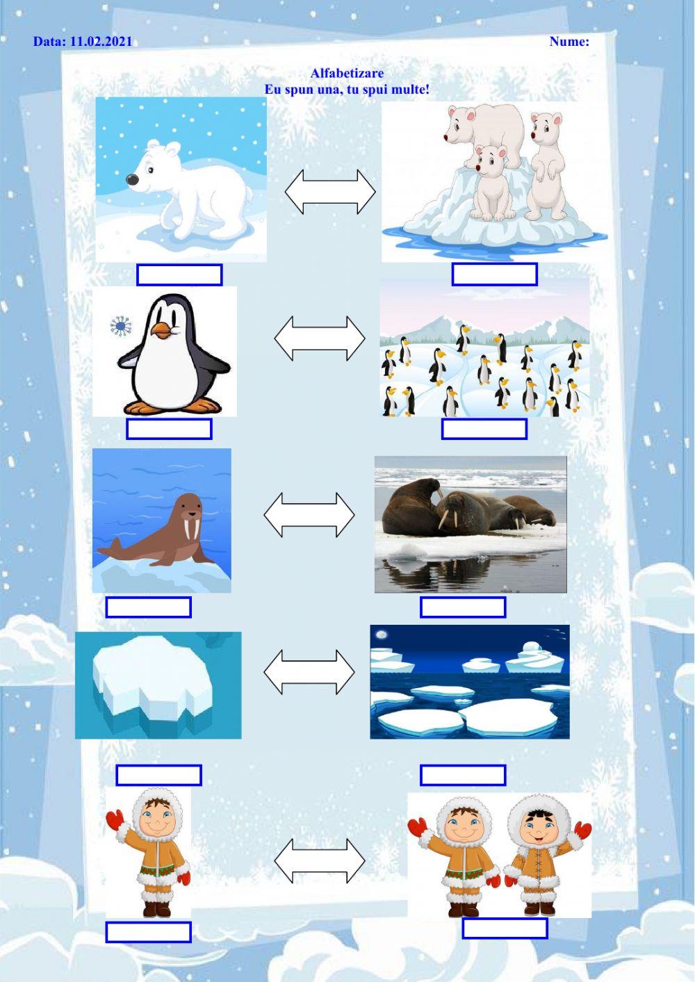 Eu spun una, tu spui multe! - ANIMALE POLARE