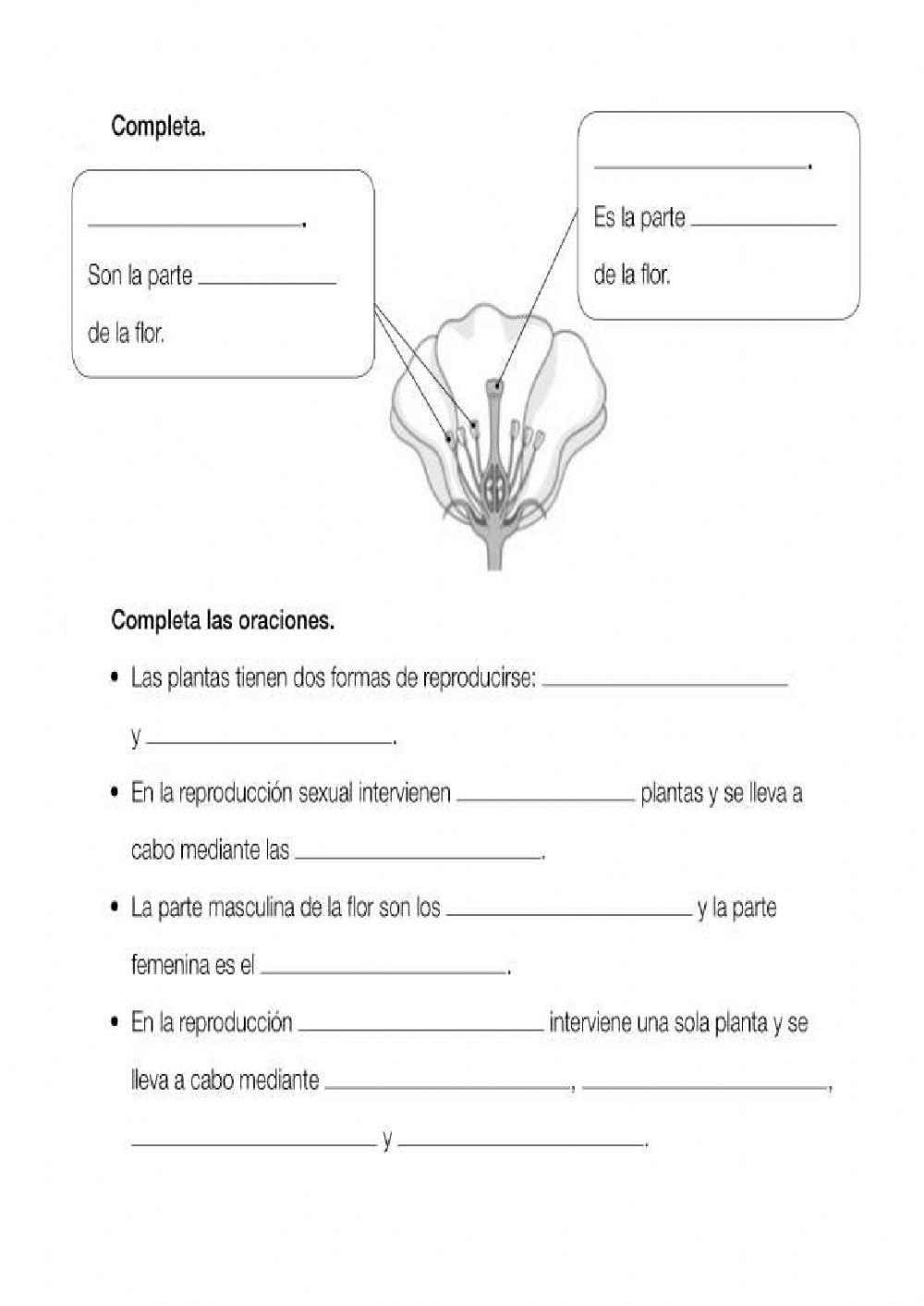 Las plantas y sus funciones vitales