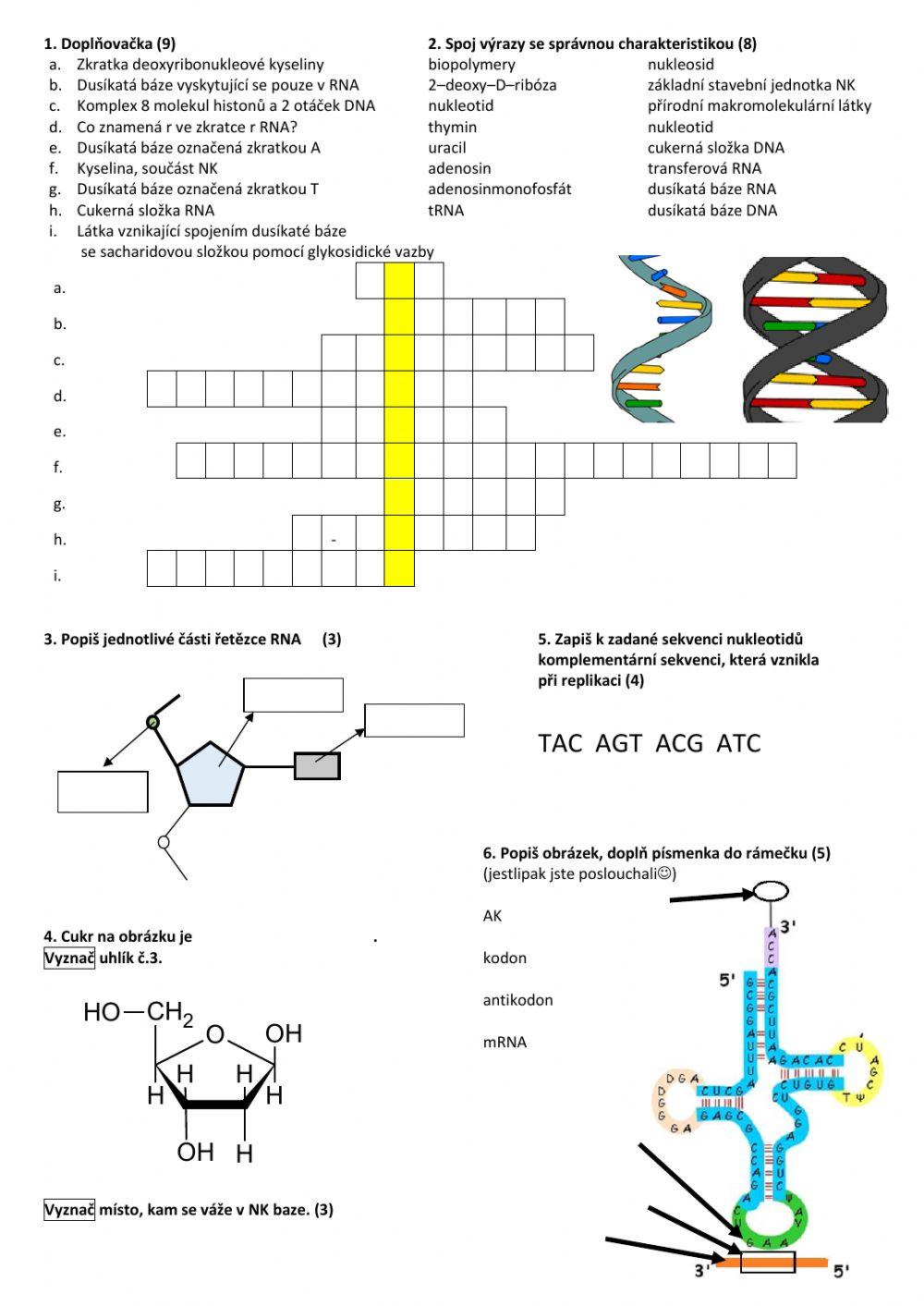 Stavba nukleových kyselin