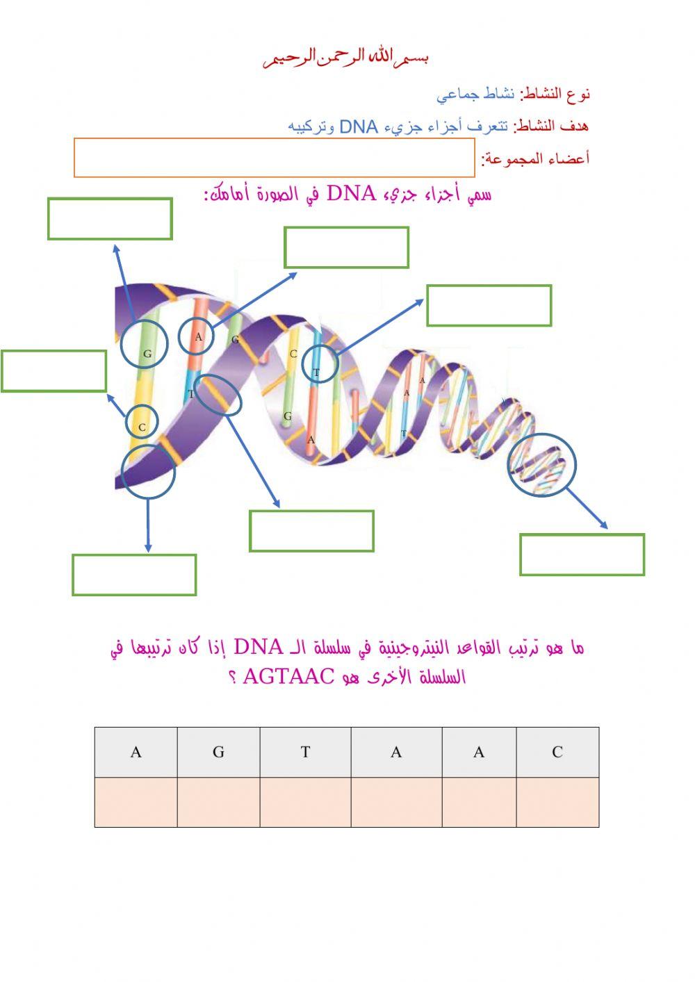 جزيء dna وتركيبه
