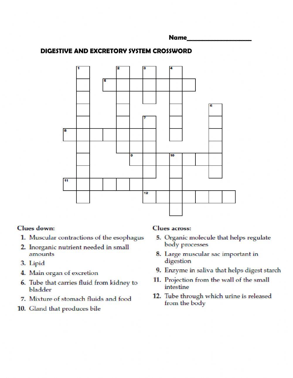 Digestive System Crossword Puzzle