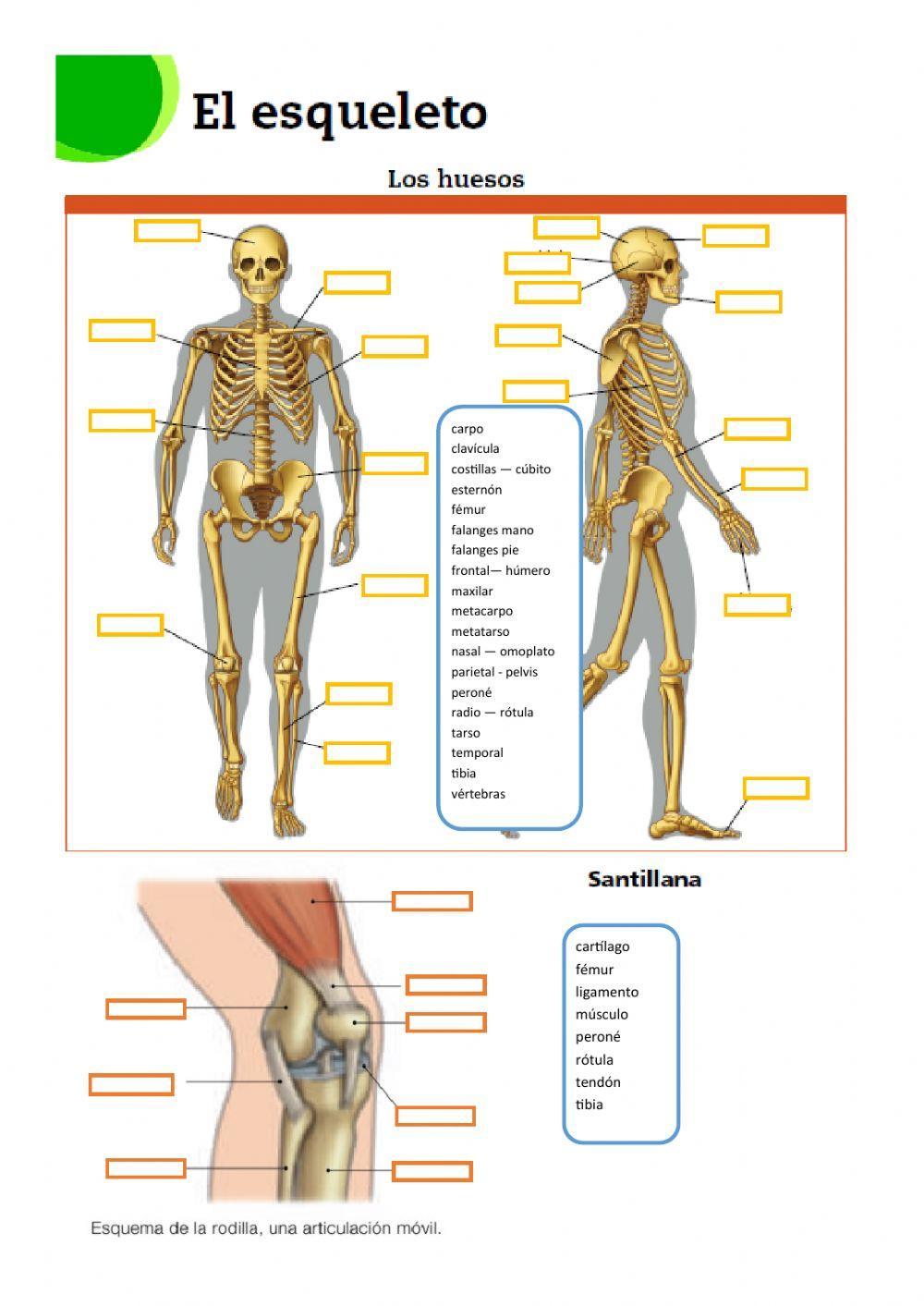Esqueleto y articulación