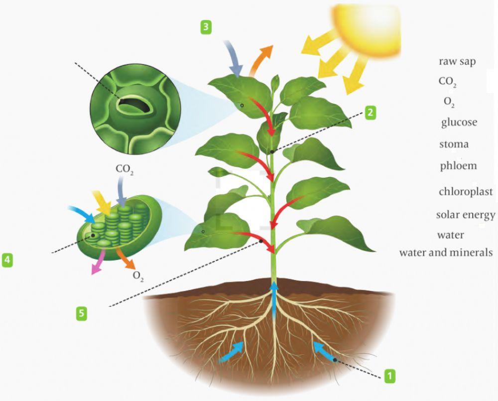 Photosynthesis