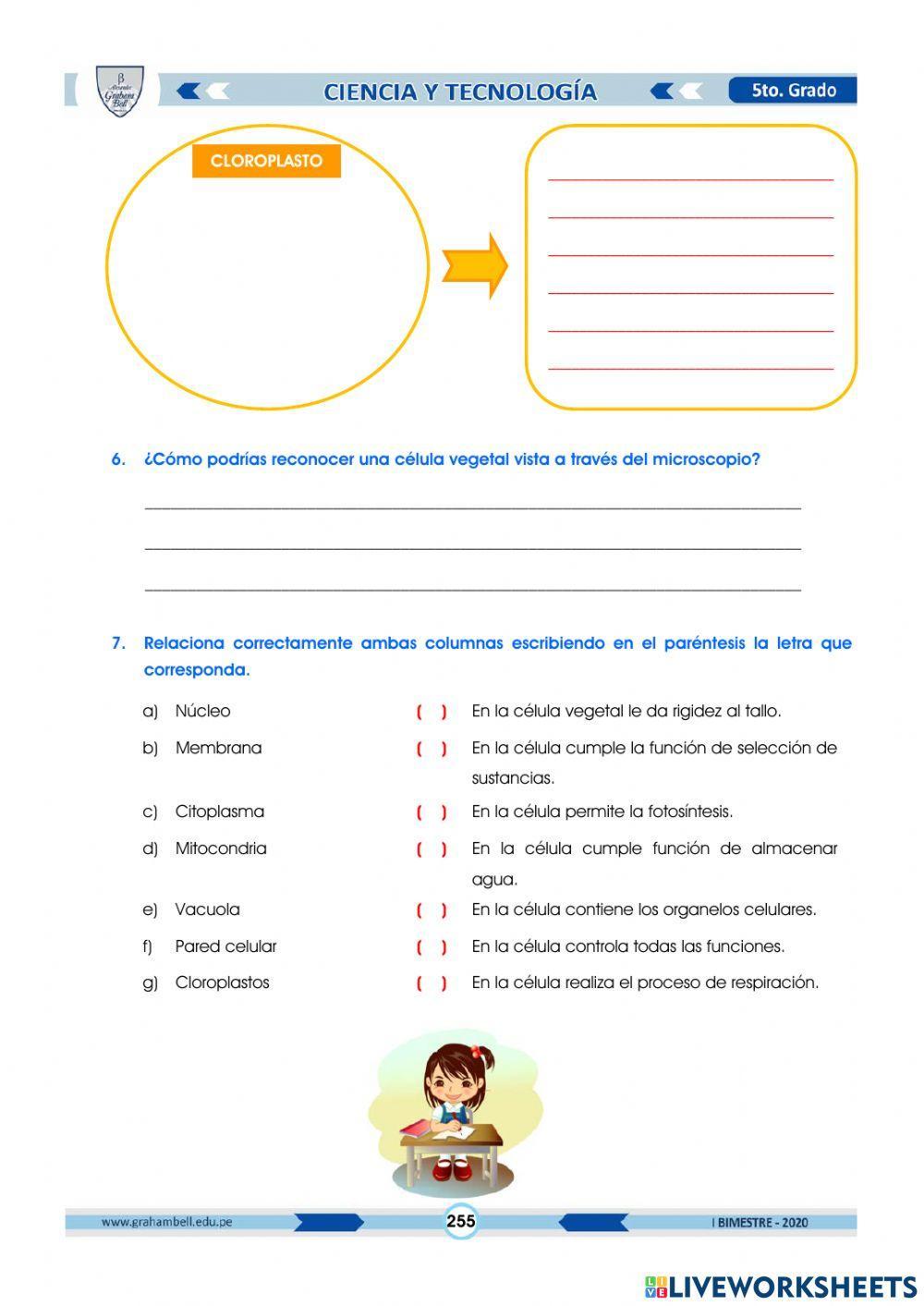 Organelos celul… | Free Interactive Worksheets | 740438, image size:1000x1413