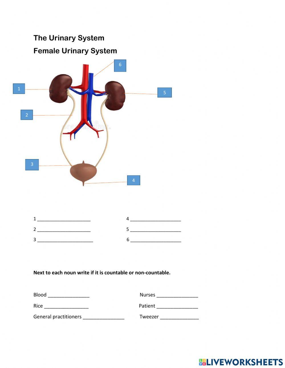 Urinary System parts worksheet Live Worksheets