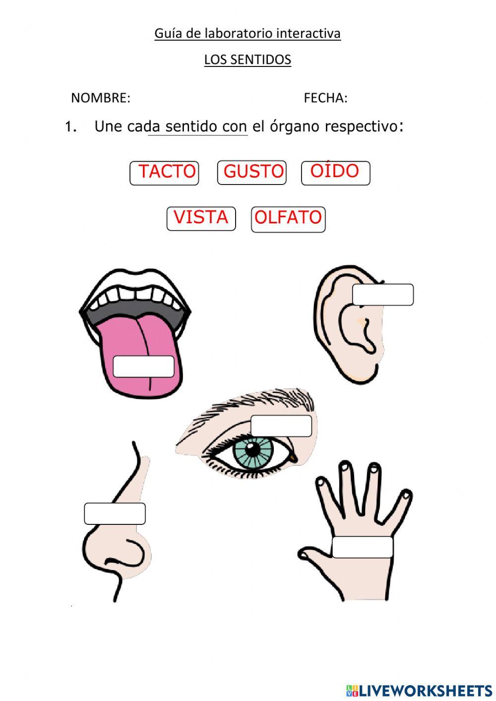 Guía interactiva: los sentidos
