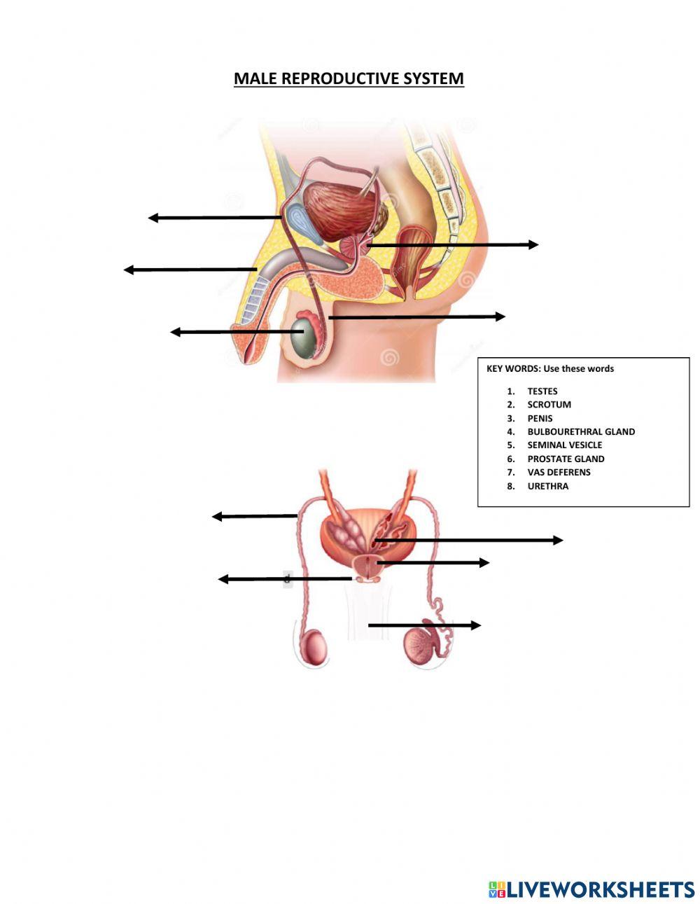Male reproductive system