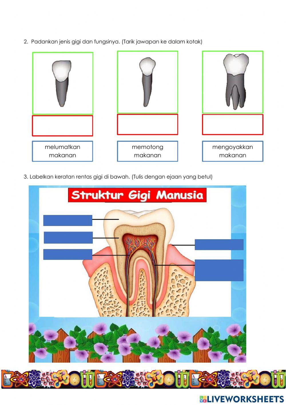 Jenis gigi,fungsinya dan struktur gigi