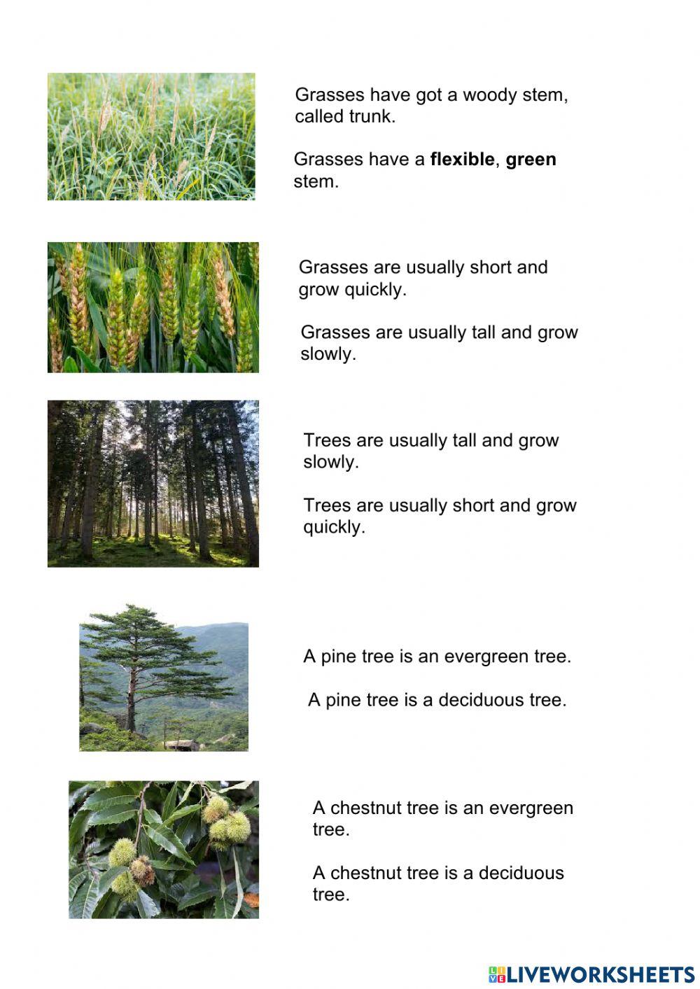 Types of plants