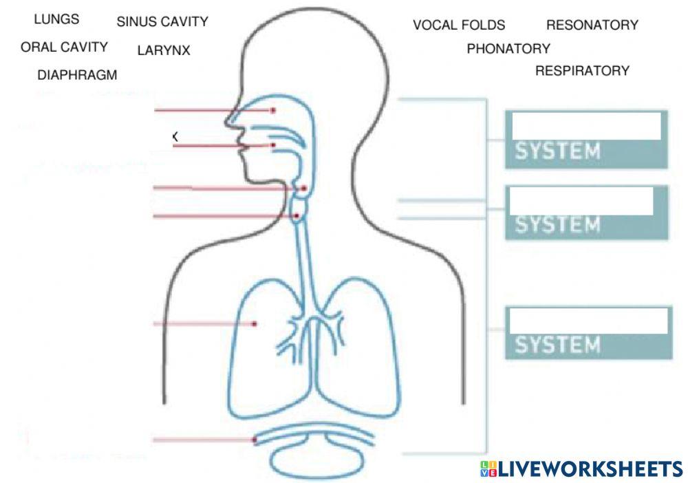 Phonatory system