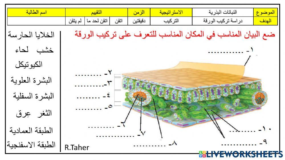 ورقة عمل تركيب الورقة