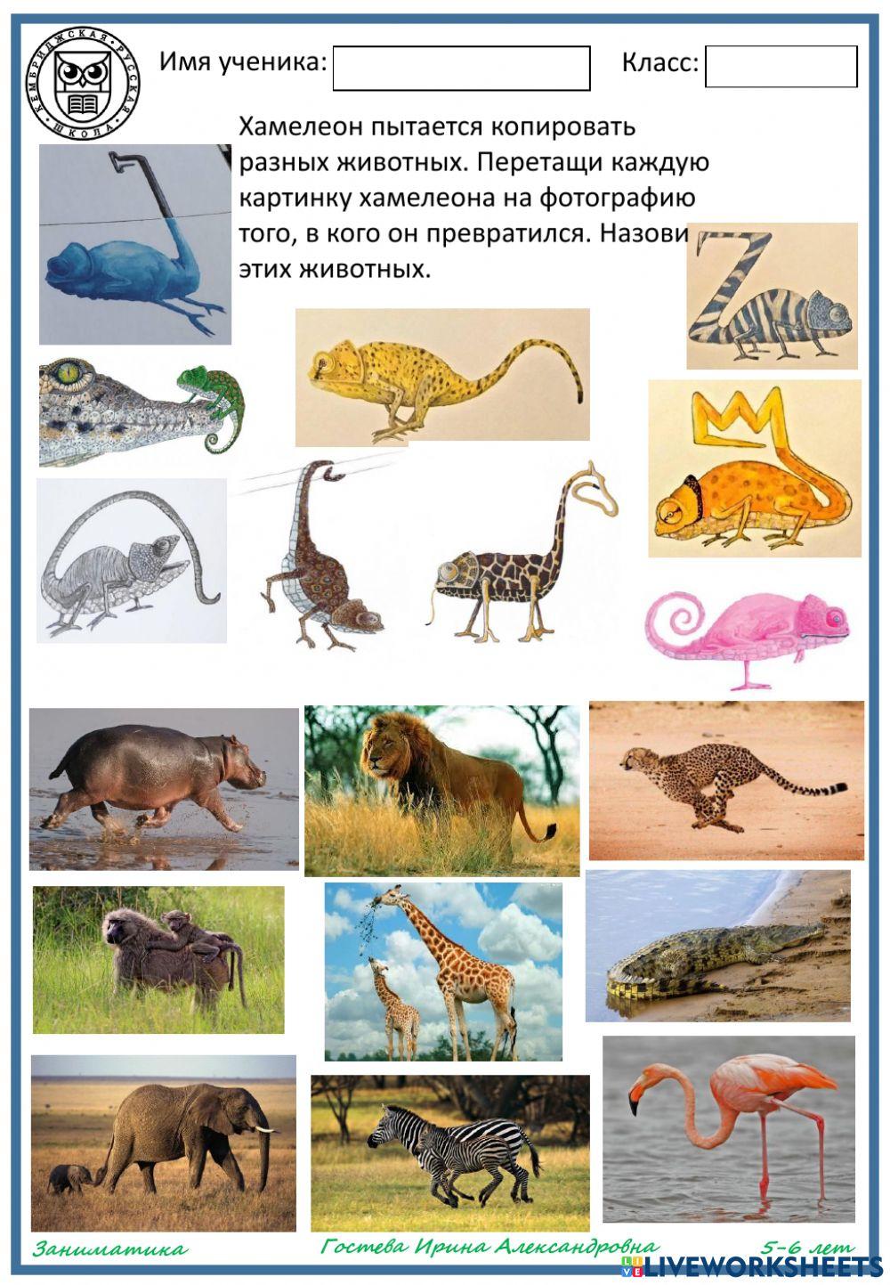 Приключения Хамелеона