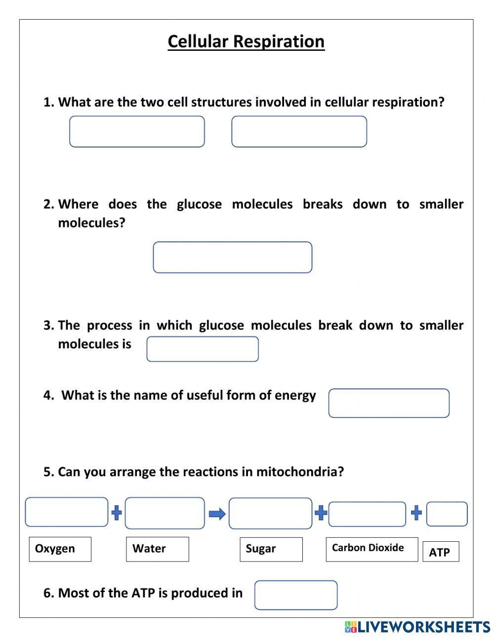 Cellular respiration Cellular respiration
