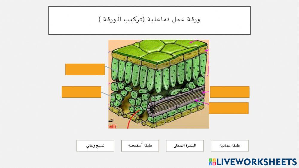 تركيب الورقة