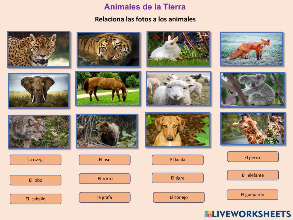 Animales de la Tierra 
