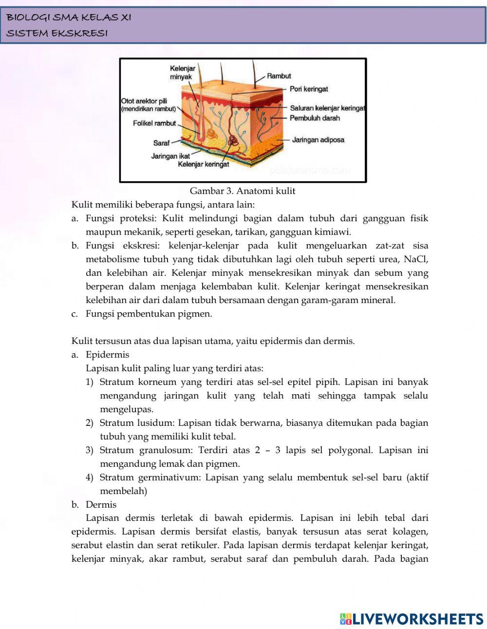 Lkpd sistem ekskresi