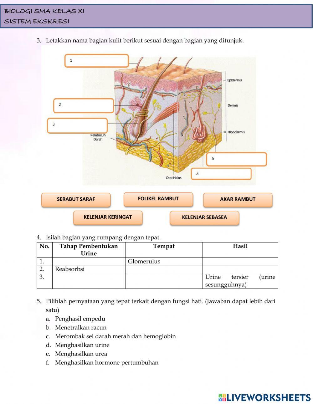 Lkpd sistem ekskresi