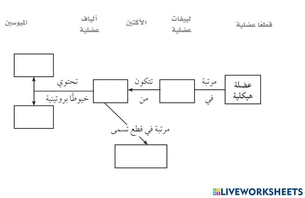 تركيب العضلة