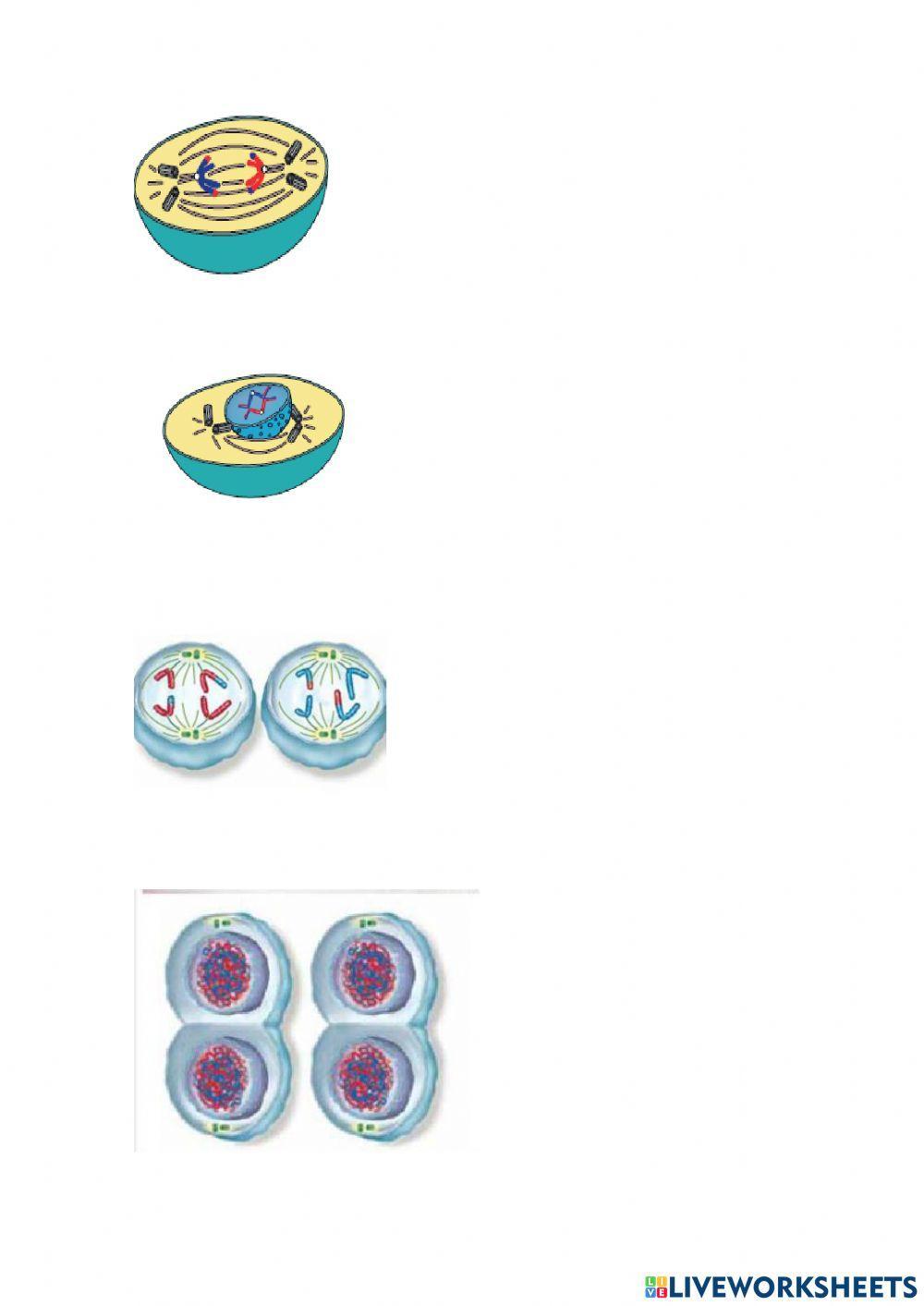 Mitosis y meiosis