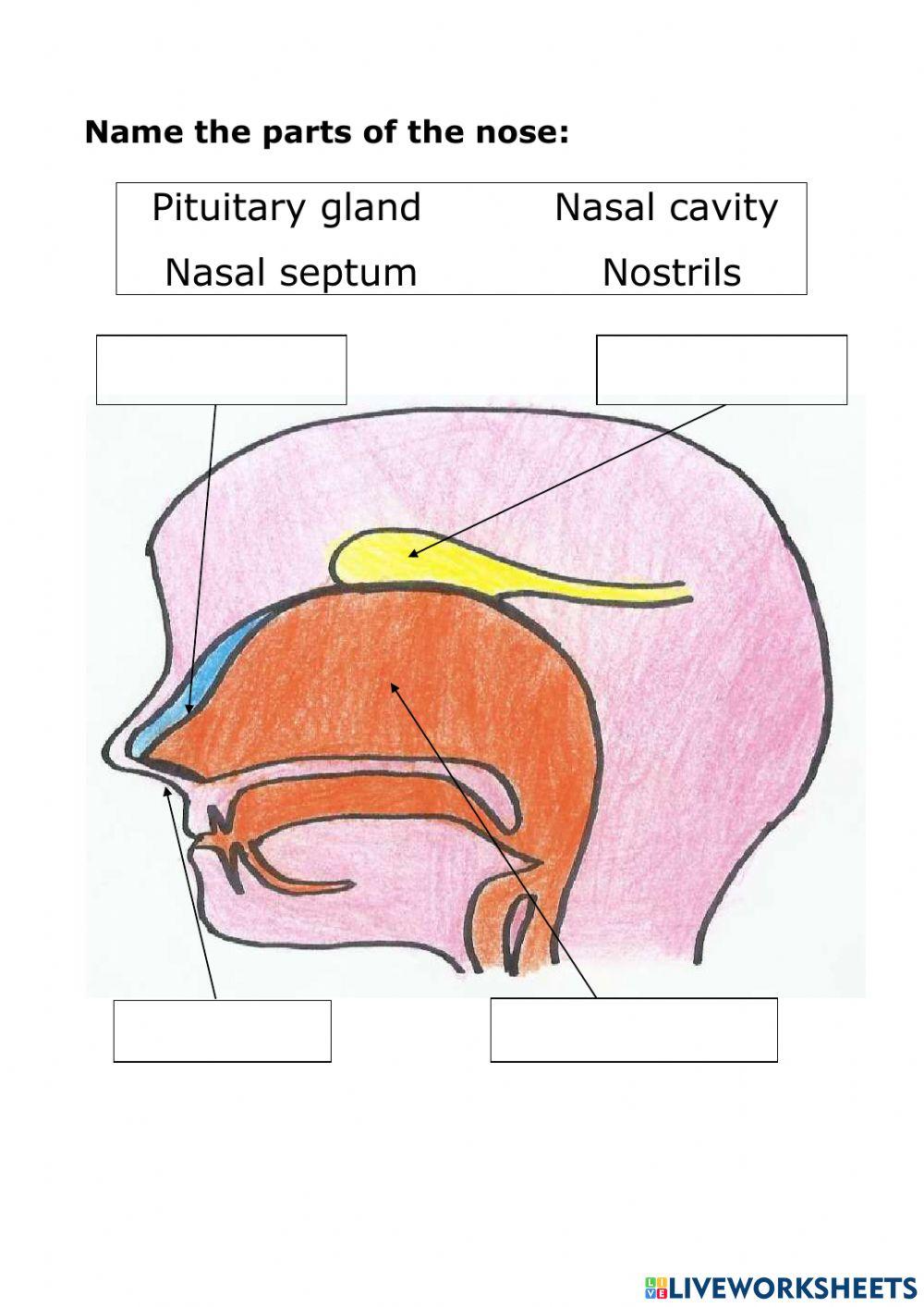 Name the parts of the nose