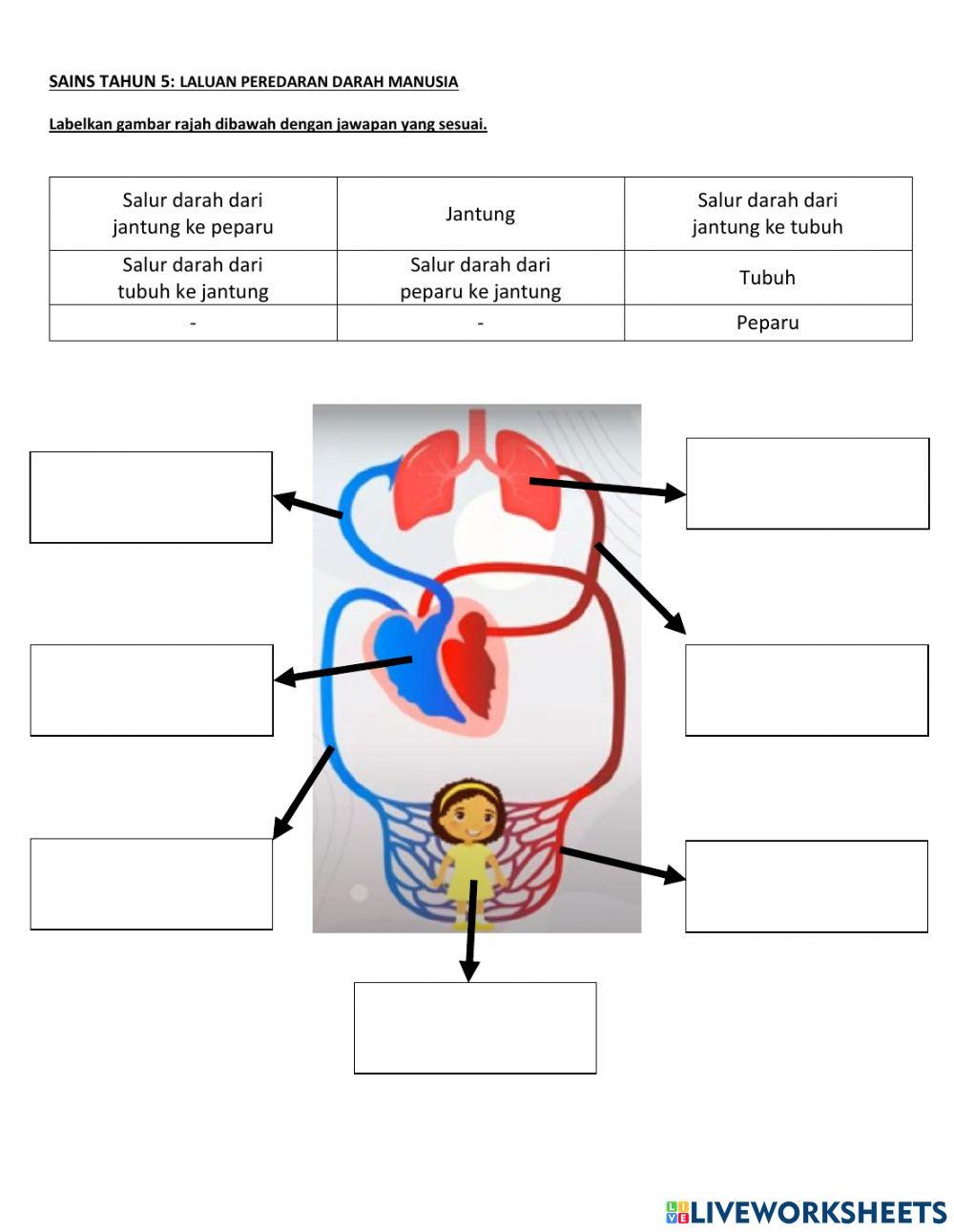 Laluan peredaran darah manusia