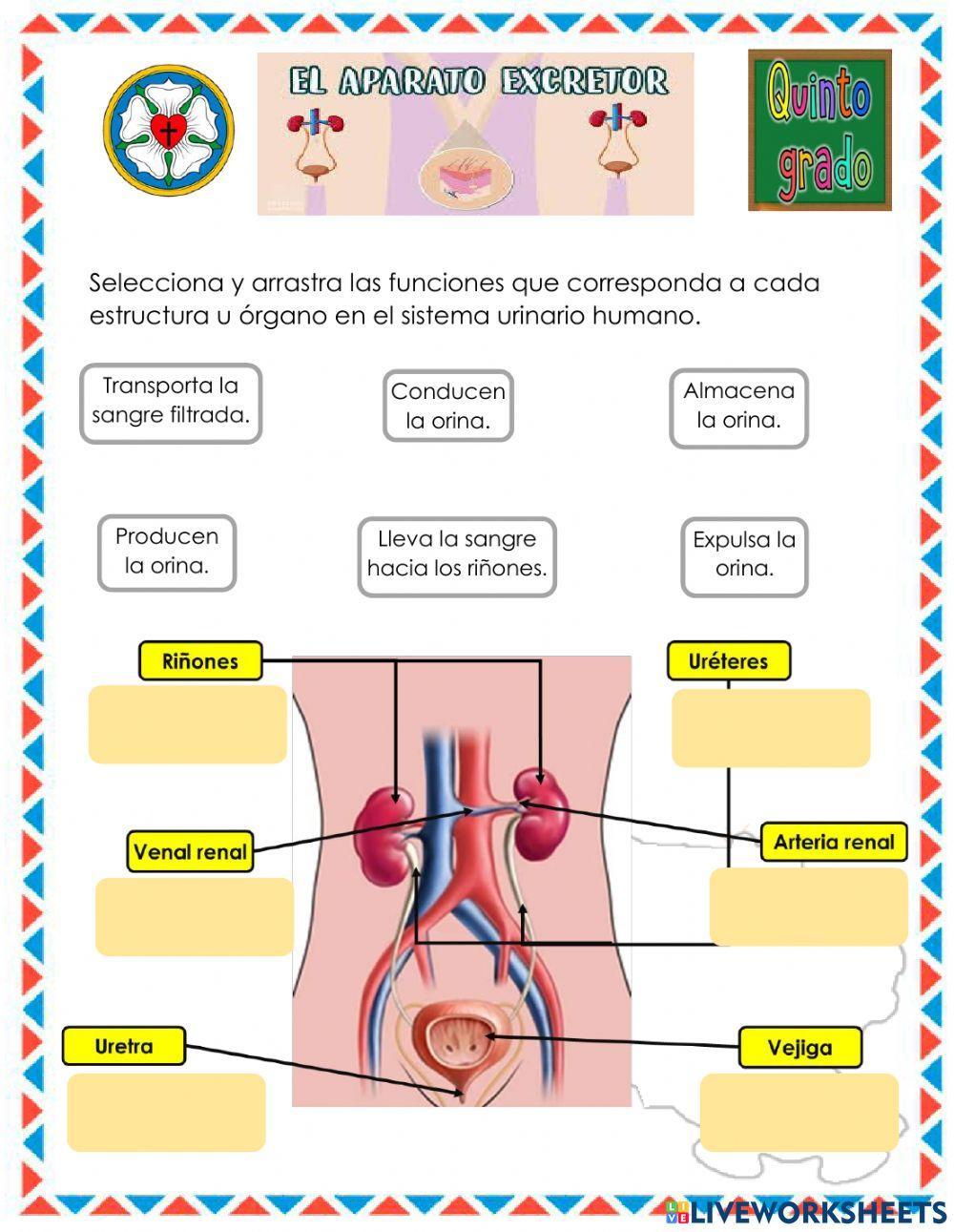 El sistema urinario humano