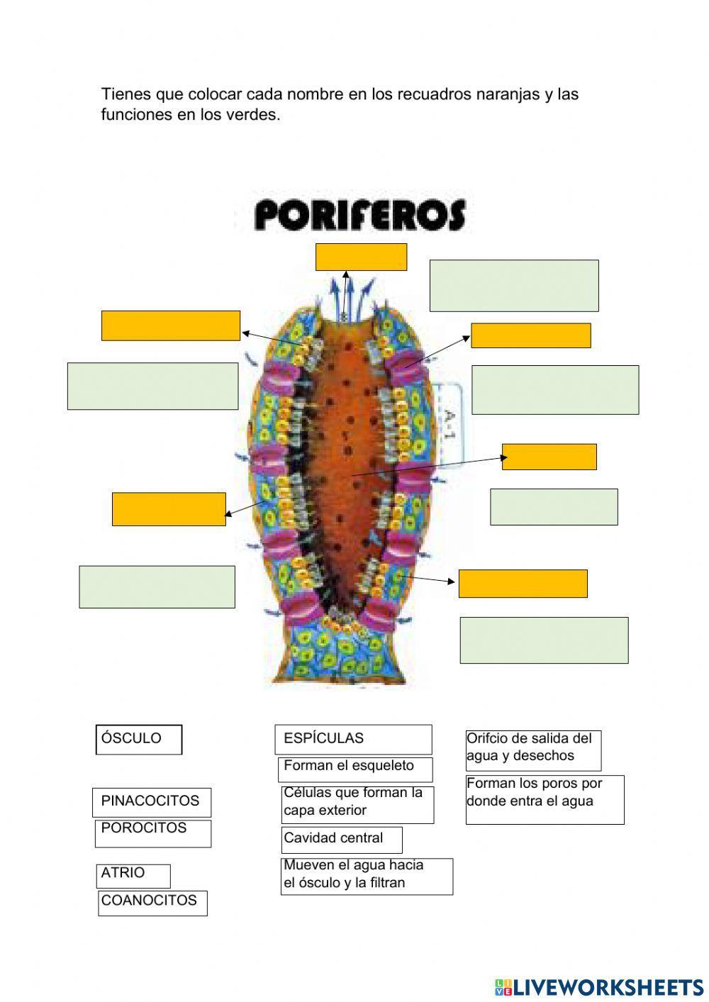 Porífero: partes