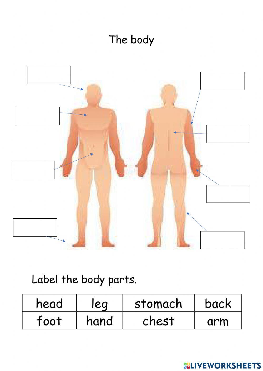 Body parts