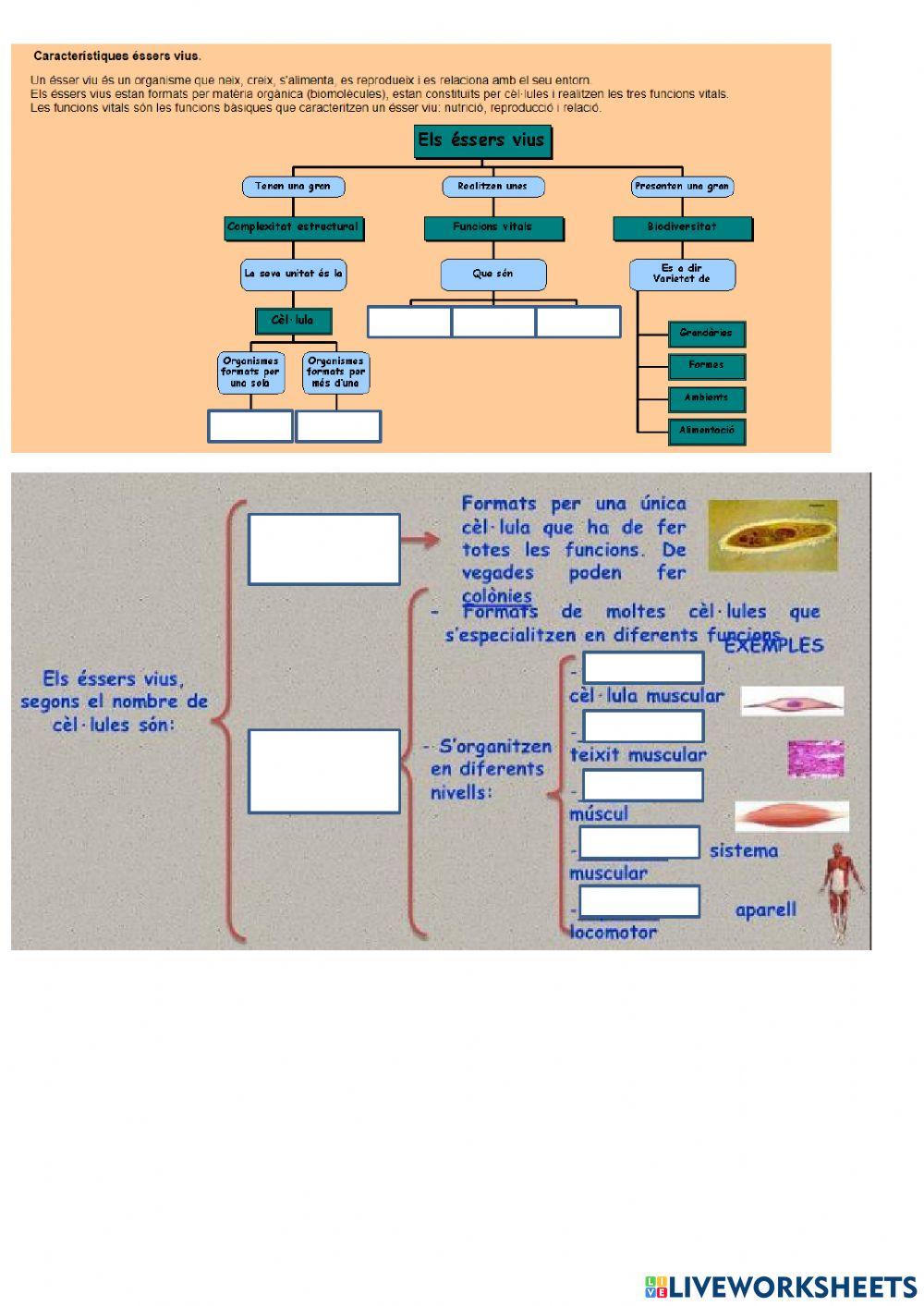 Fitxa nivells d'organització