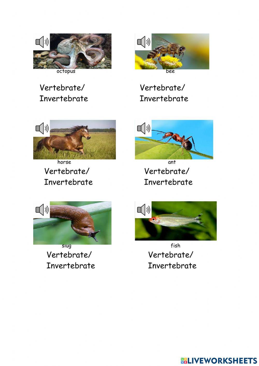 Vertebrate and invertebrate 2º