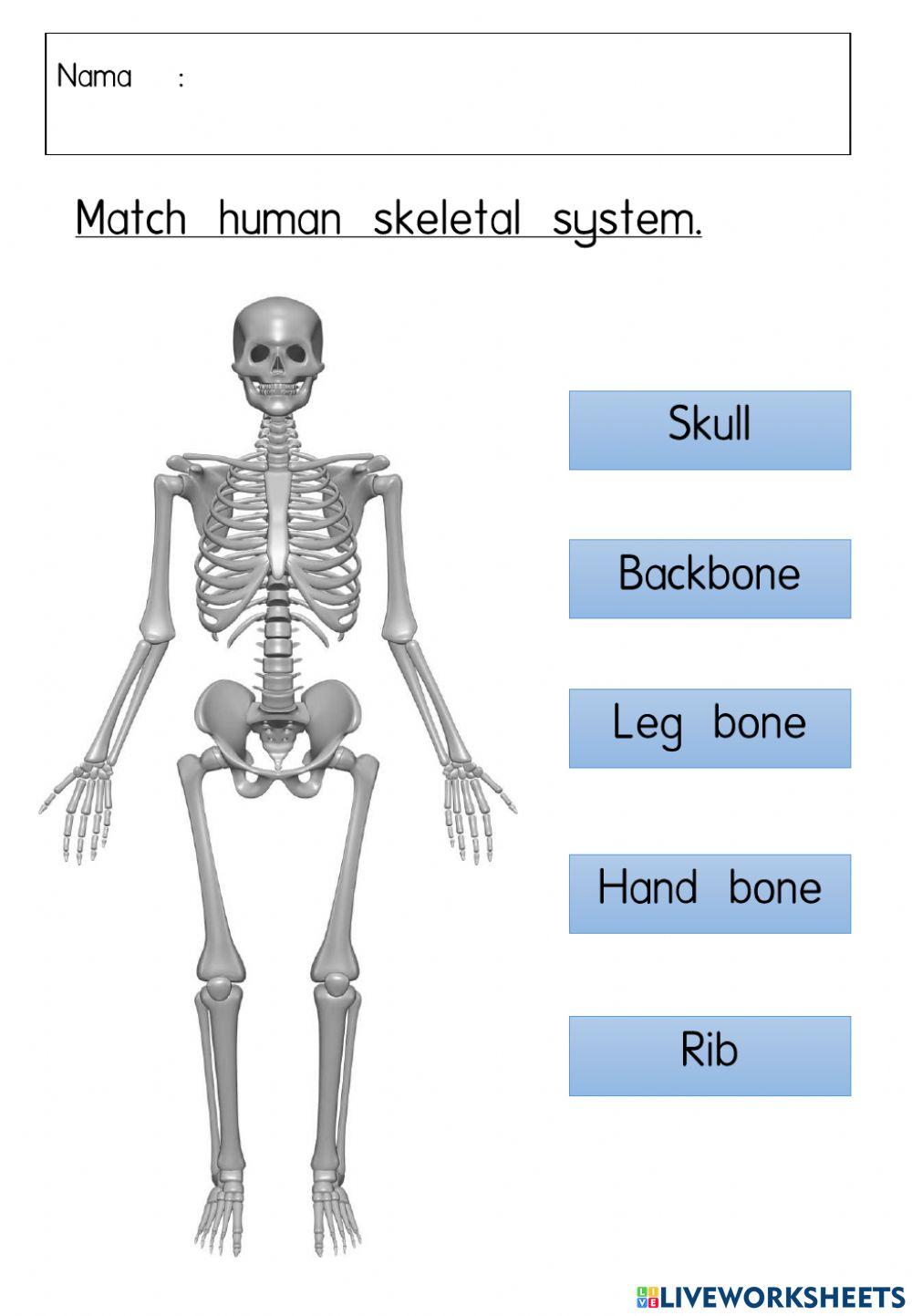 human skeletal system year 5