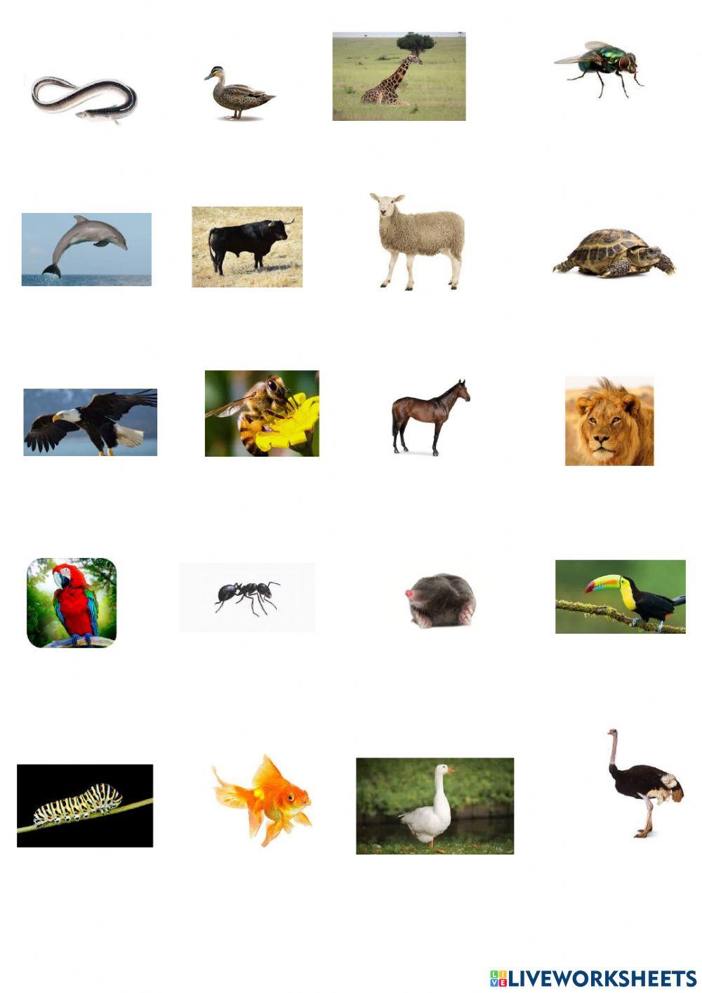 Animals