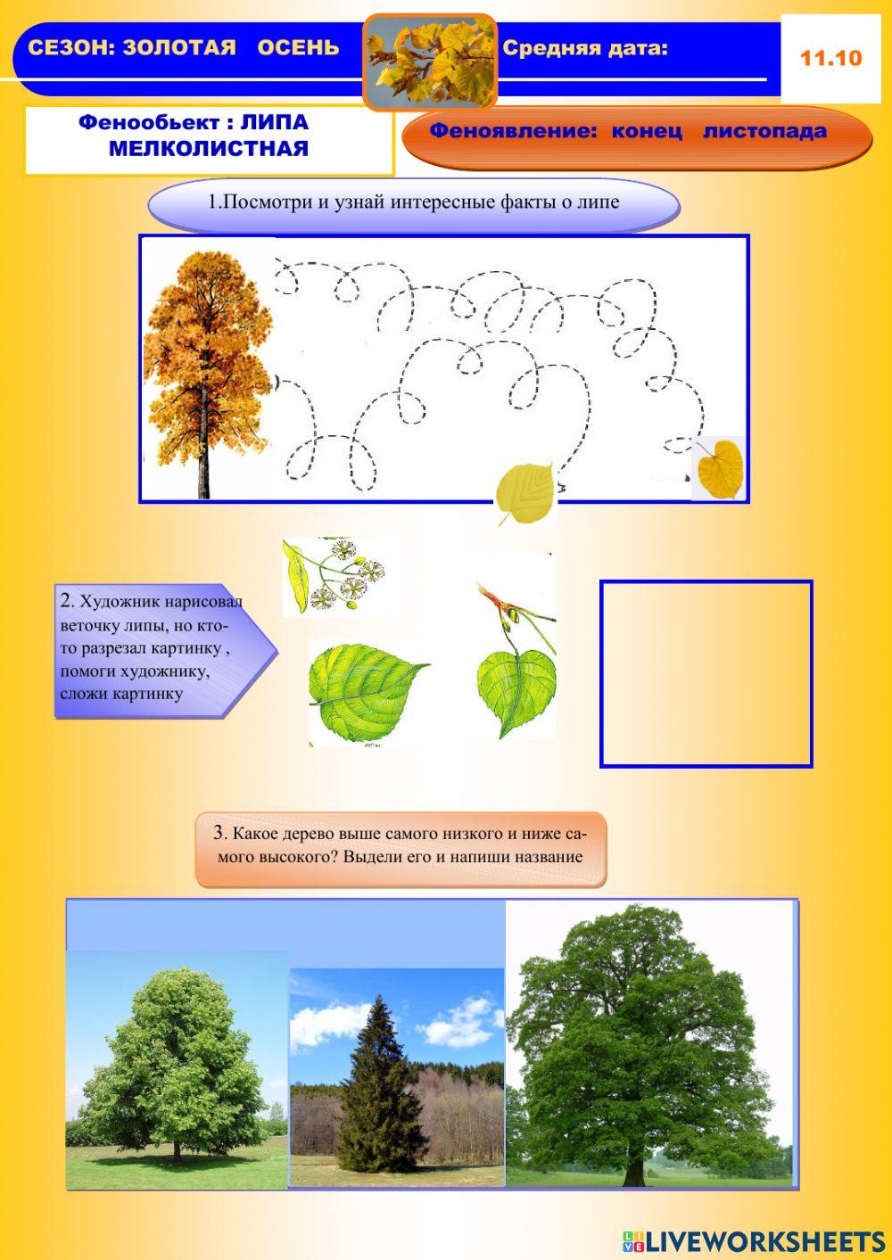 Фенология, осень, липа