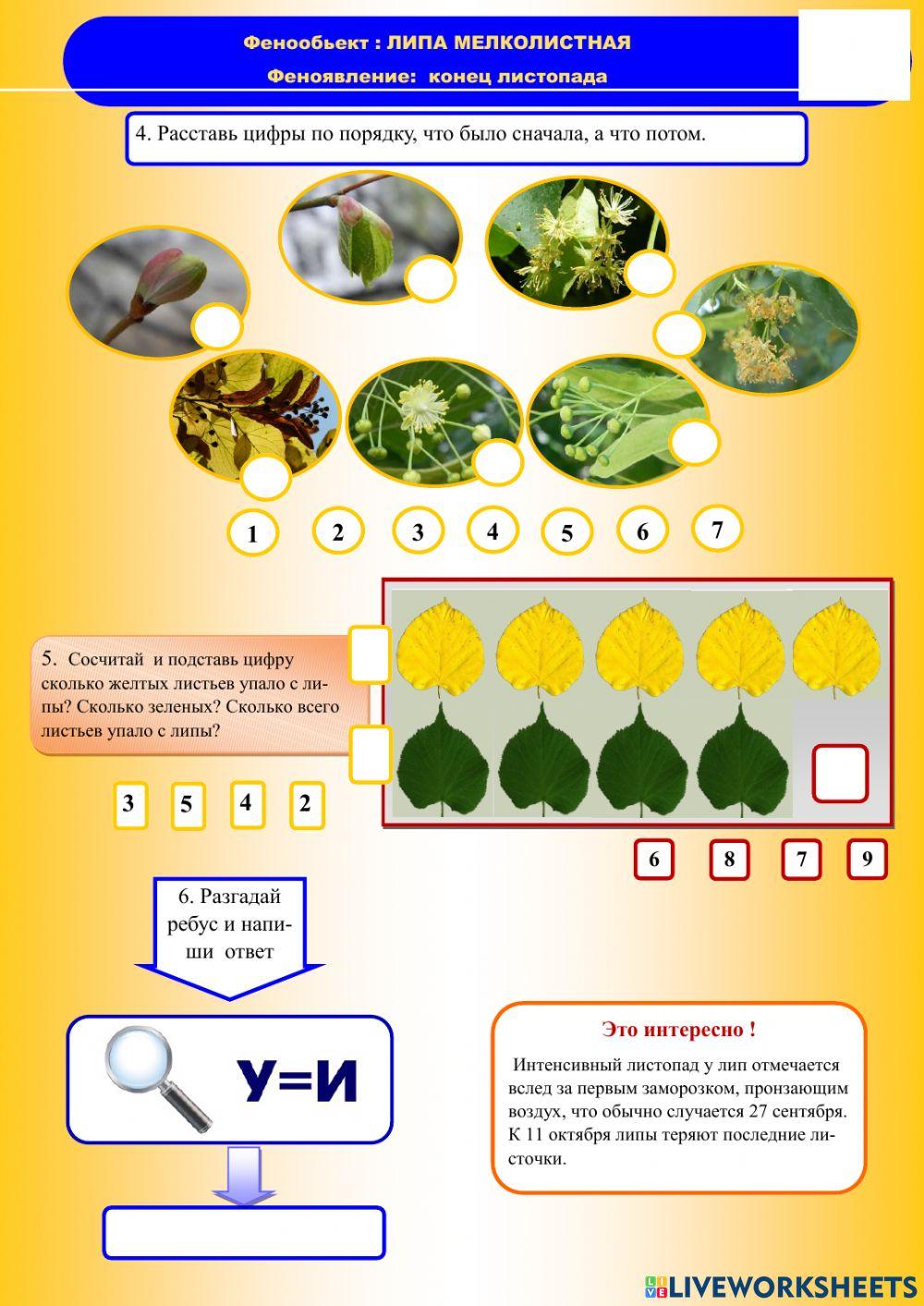 Фенология, осень, липа