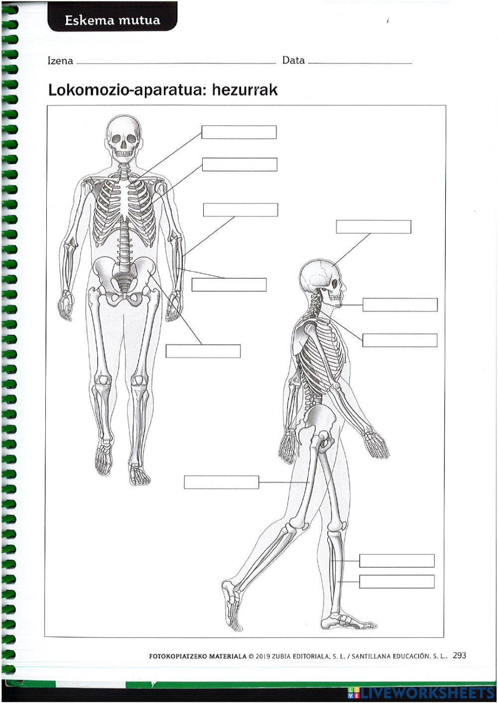 Hezurrak eta giharrak