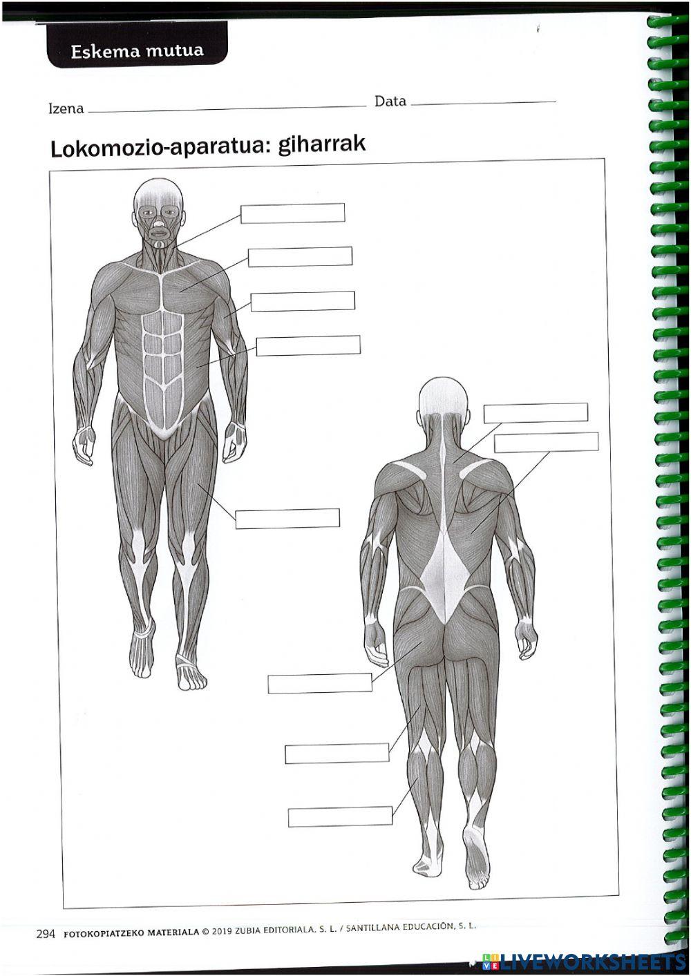 Hezurrak eta giharrak